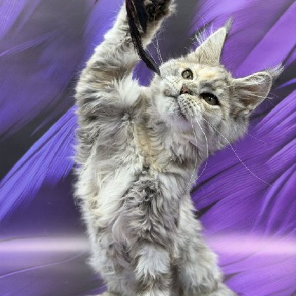 Maine Coon Alva Lilia