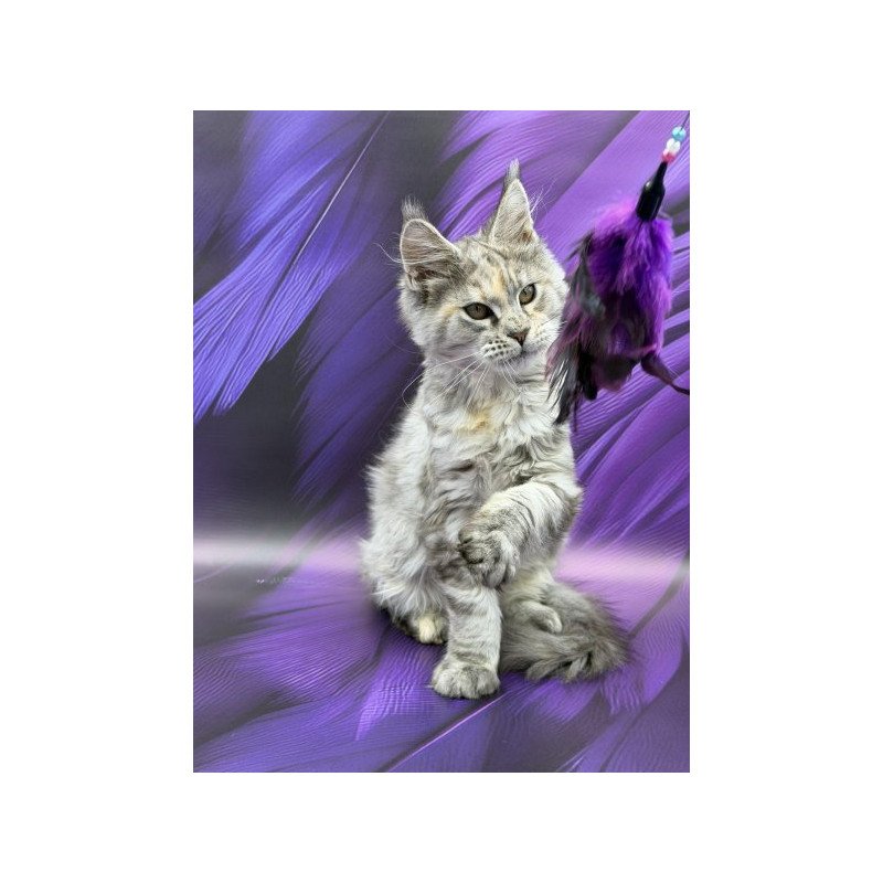 Maine Coon Alva Lilia
