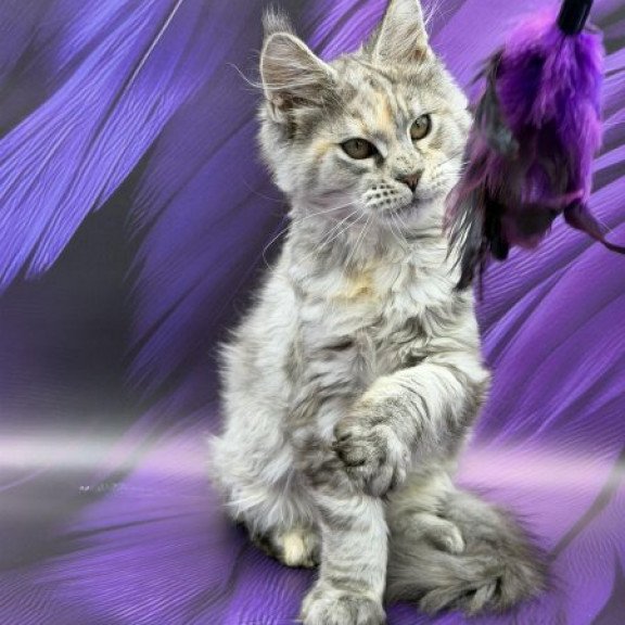 Maine Coon Alva Lilia