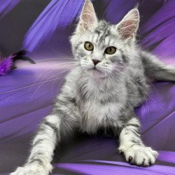 Maine Coon Alva Miya