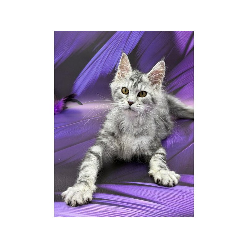 Maine Coon Alva Miya