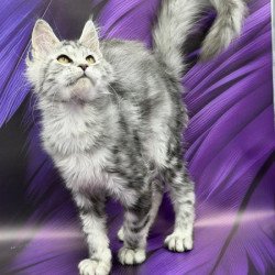Maine Coon Alva Miya