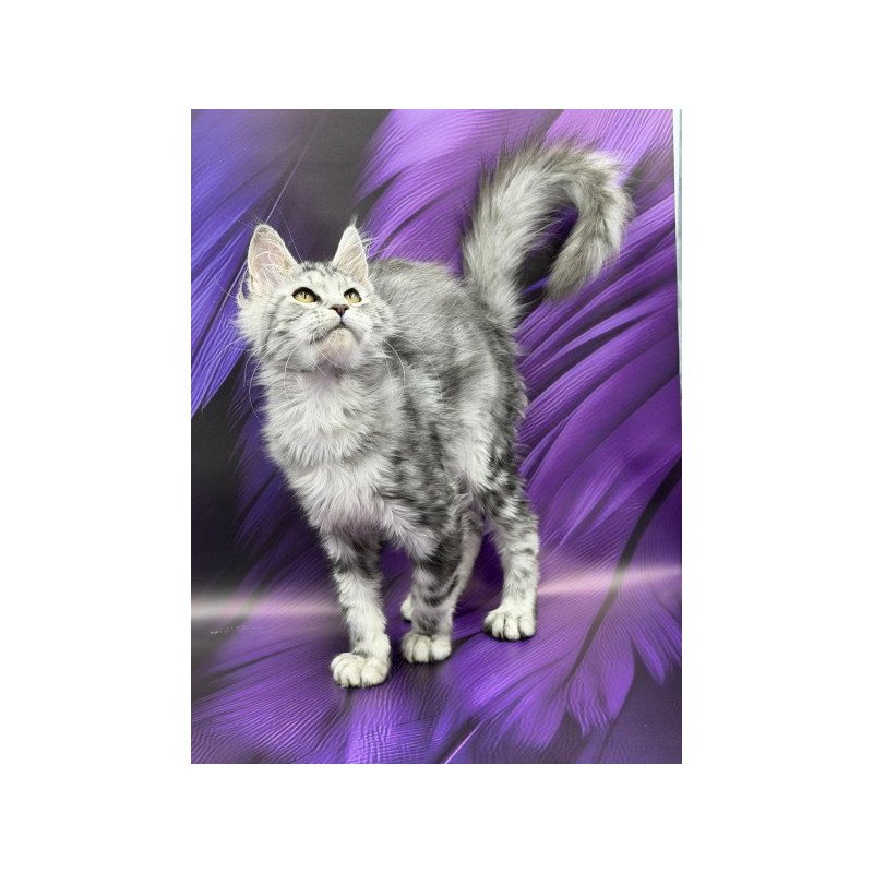 Maine Coon Alva Miya
