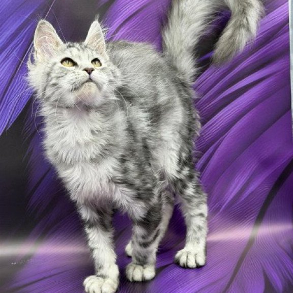 Maine Coon Alva Miya