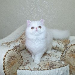 Persian AP Raf