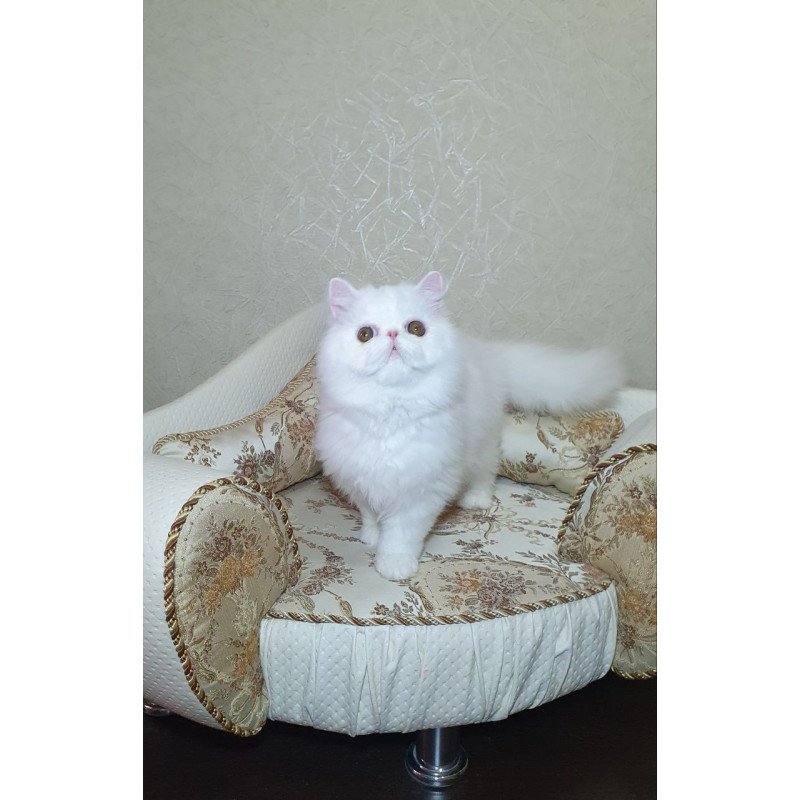 Persian AP Raf