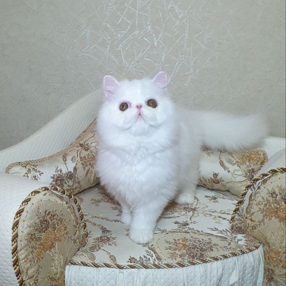Persian AP Raf