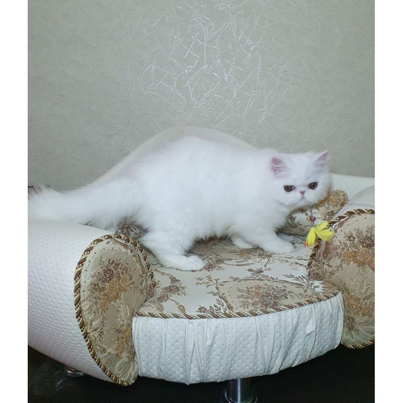 Persian AP Raf