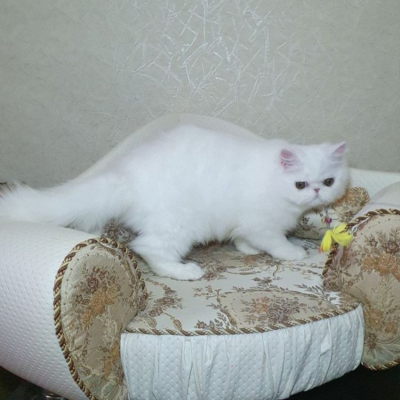 Persian AP Raf