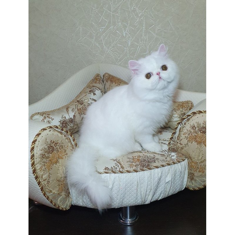 Persian AP Raf