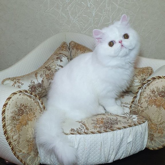 Persian AP Raf