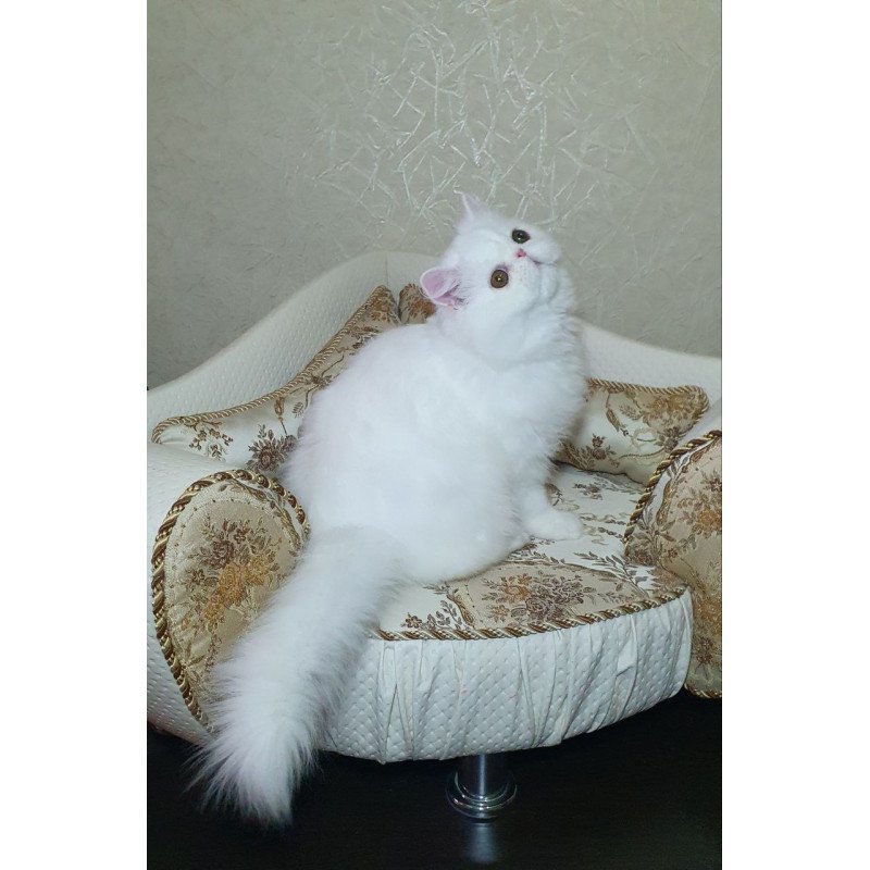 Persian AP Raf