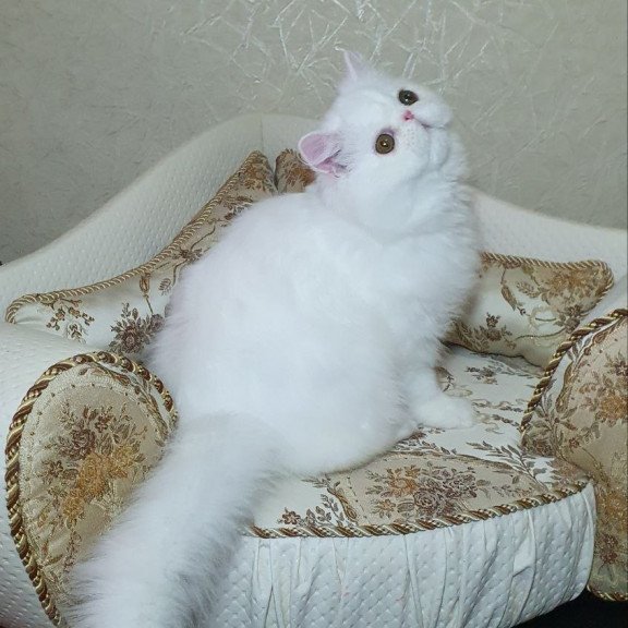 Persian AP Raf