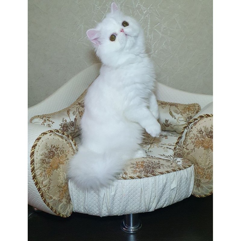 Persian AP Raf