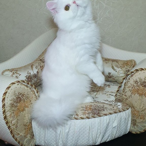 Persian AP Raf