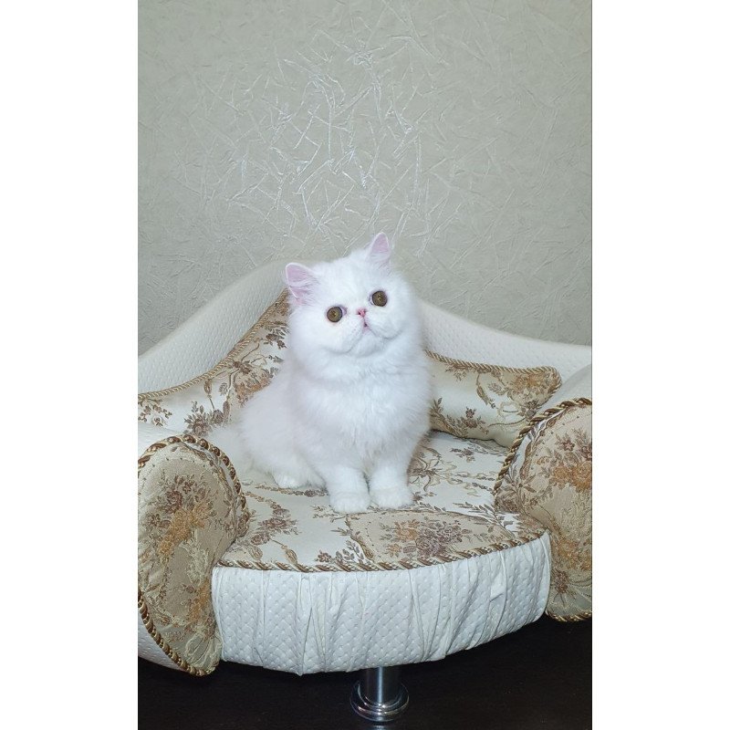 Persian AP Raf