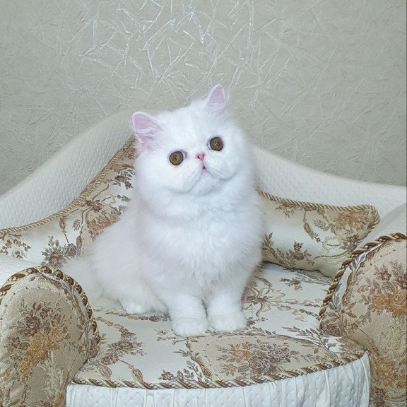 Persian AP Raf