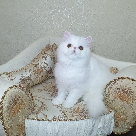 Persian AP Raf