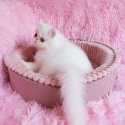 Persian AP Emy