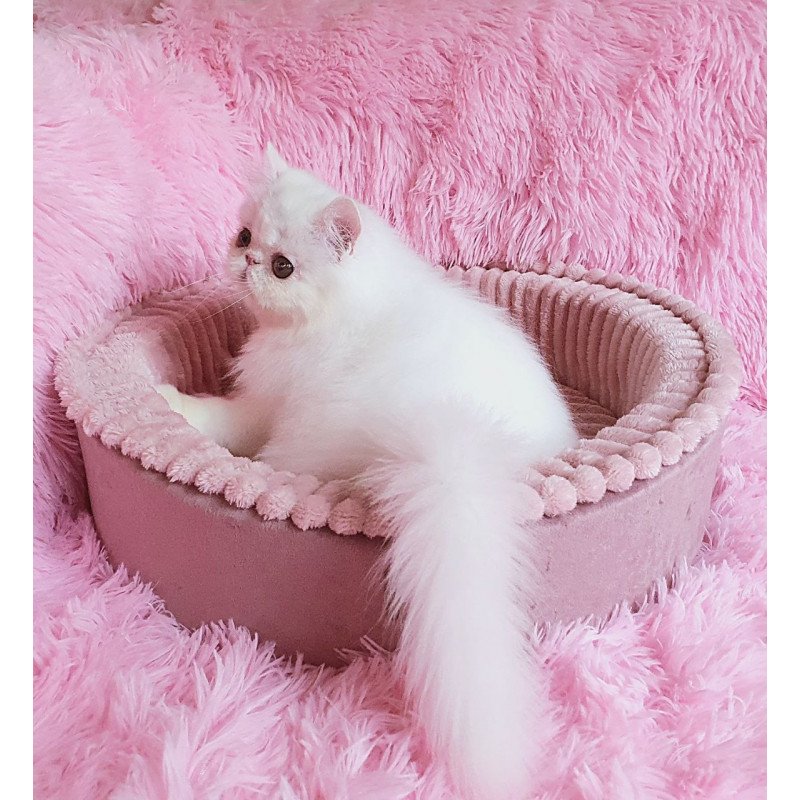 Persian AP Emy