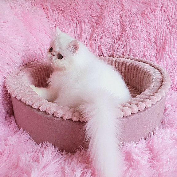 Persian AP Emy