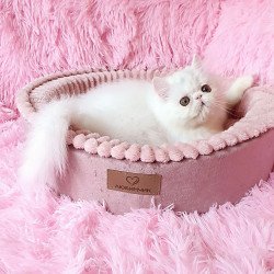 Persian AP Emy