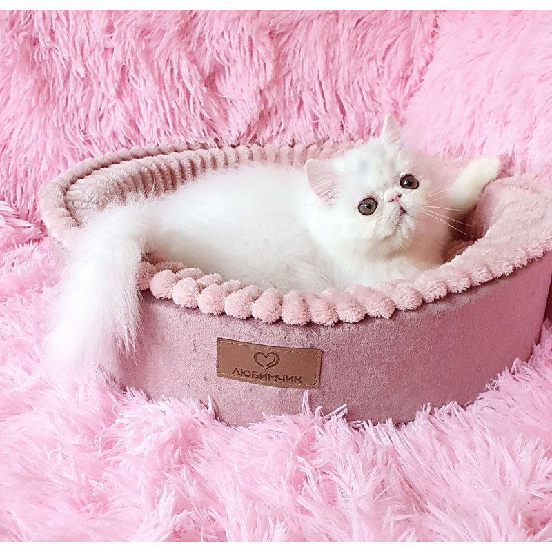 Persian AP Emy