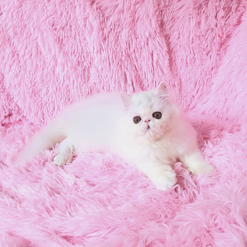 Persian AP Emy