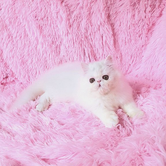 Persian AP Emy