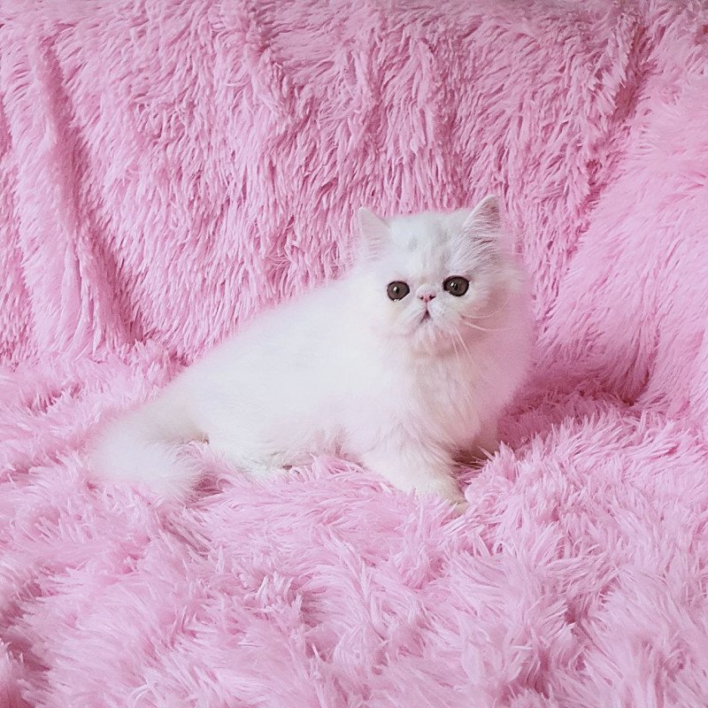Persian AP Emy