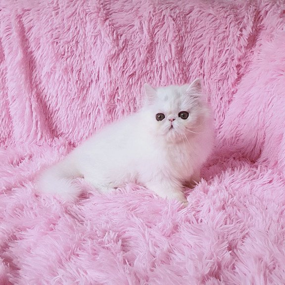 Persian AP Emy