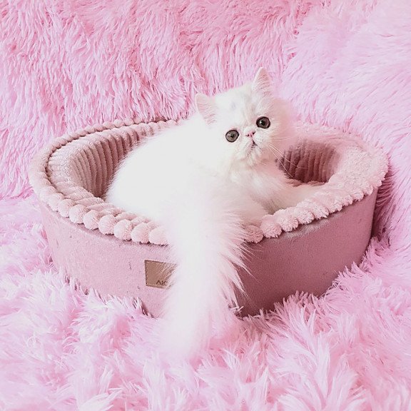 Persian AP Emy