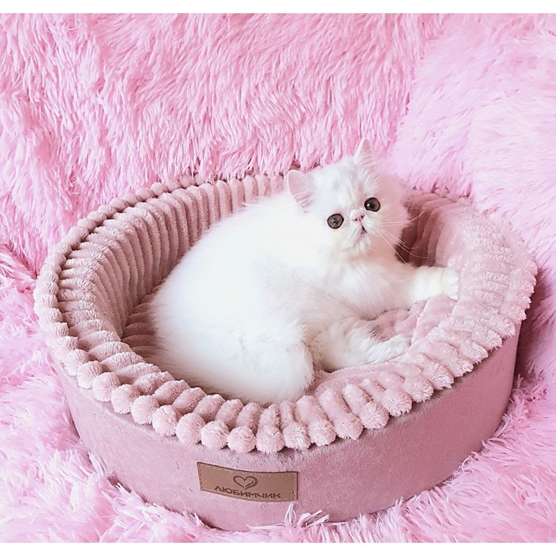 Persian AP Emy