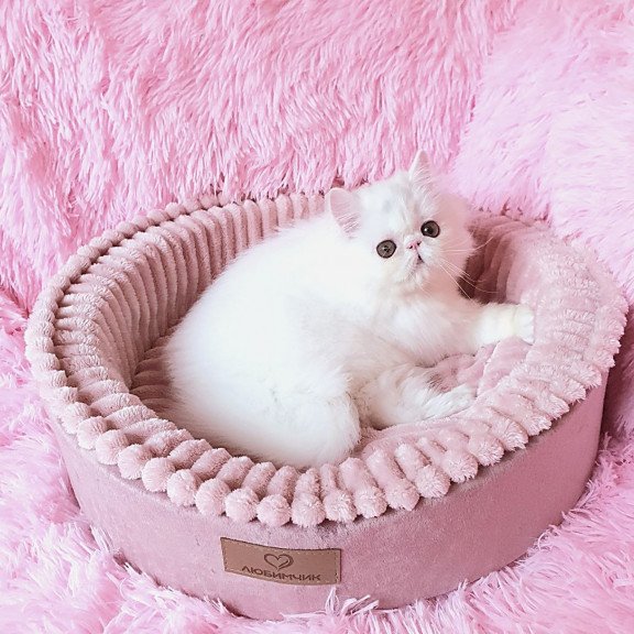 Persian AP Emy