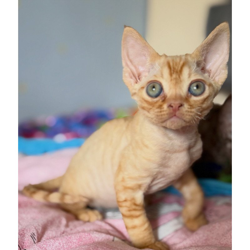 Devon Rex EZ Pluto