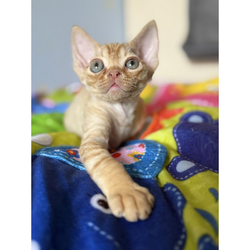 Devon Rex EZ Pluto