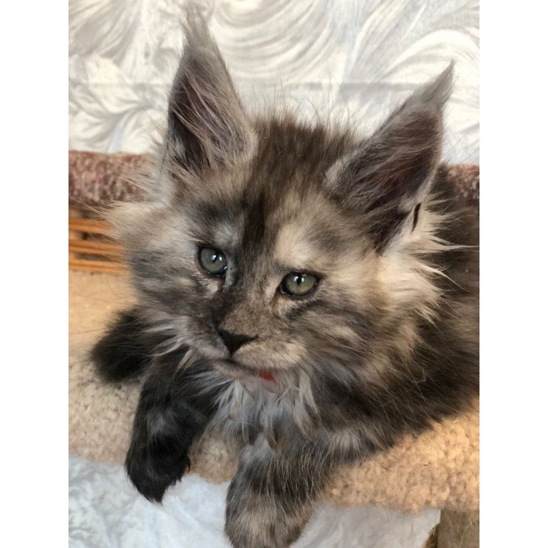 Maine Coon EZ Randevu