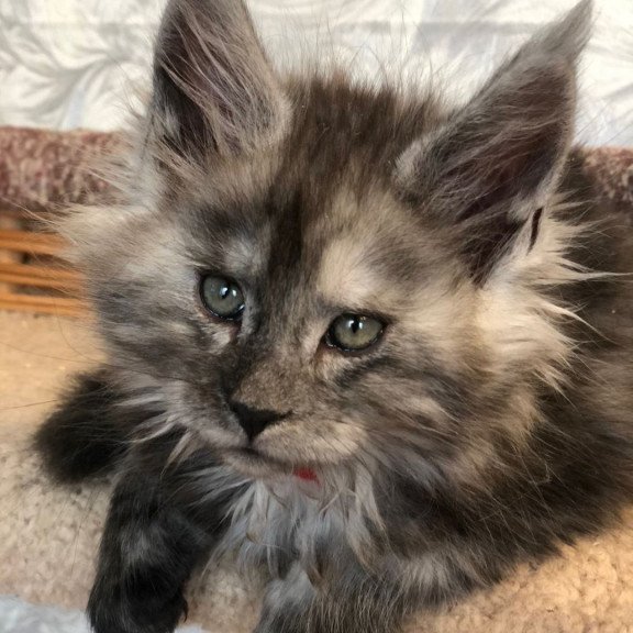 Maine Coon EZ Randevu