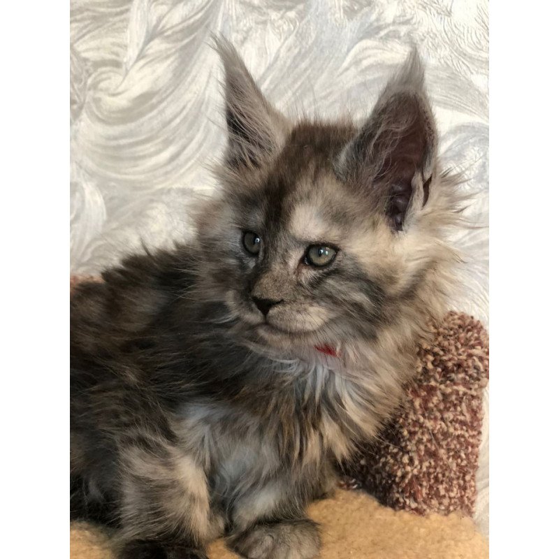 Maine Coon EZ Randevu