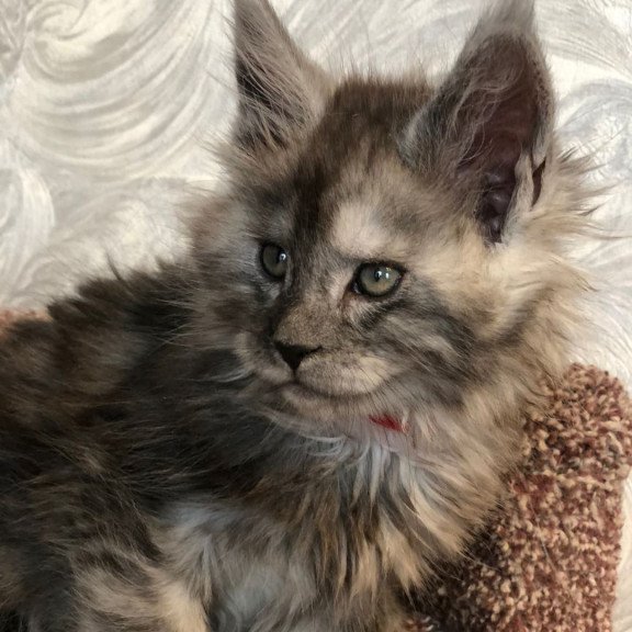 Maine Coon EZ Randevu