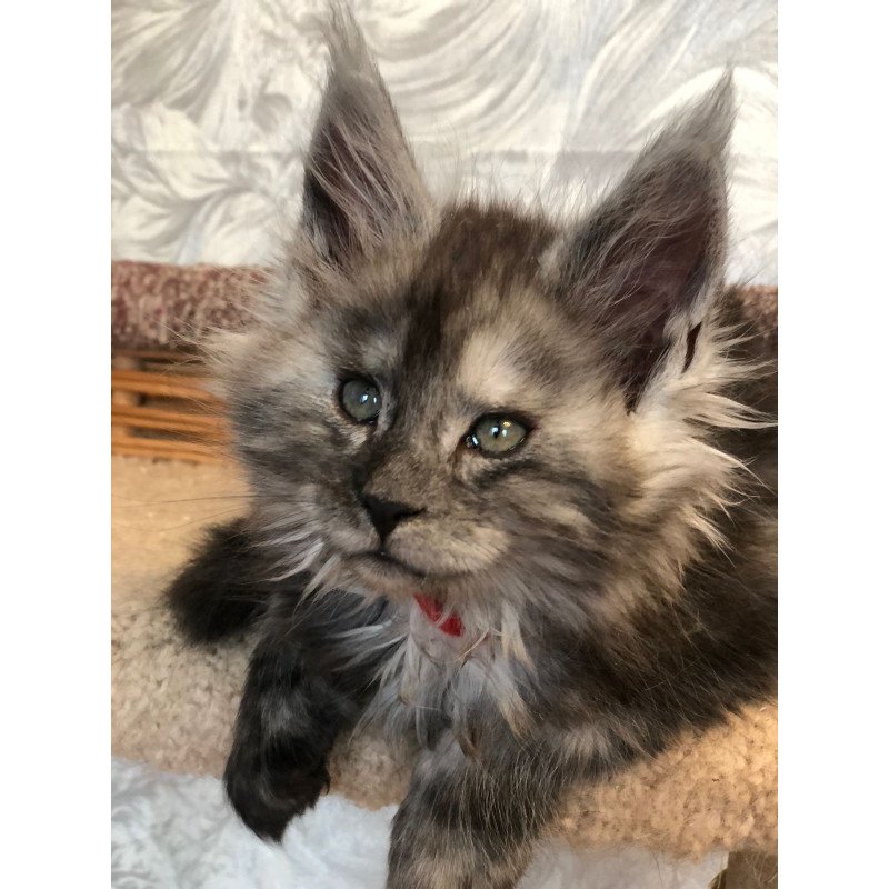 Maine Coon EZ Randevu
