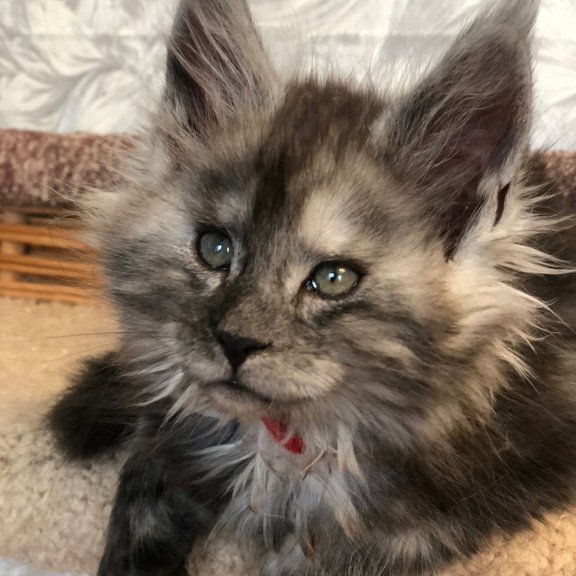 Maine Coon EZ Randevu
