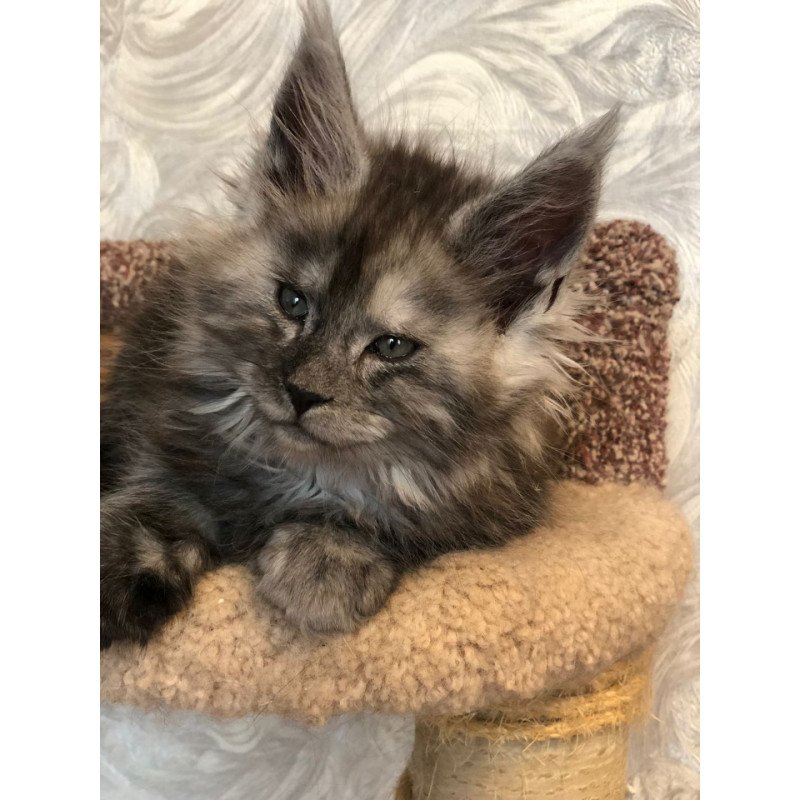 Maine Coon EZ Randevu