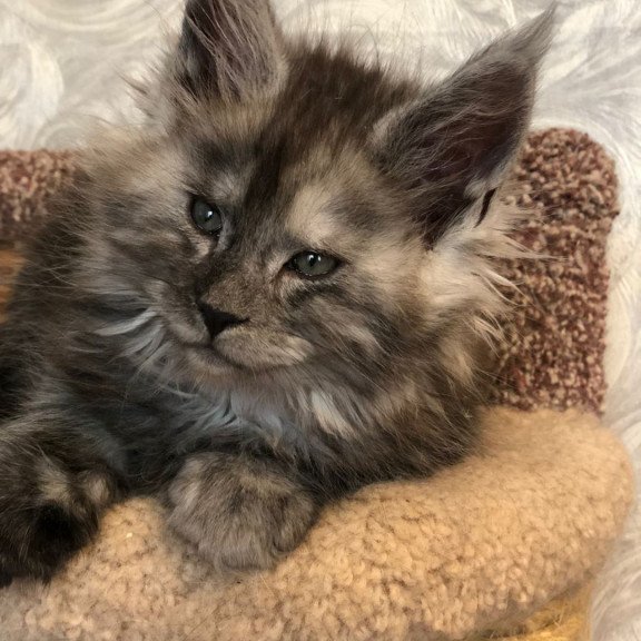 Maine Coon EZ Randevu