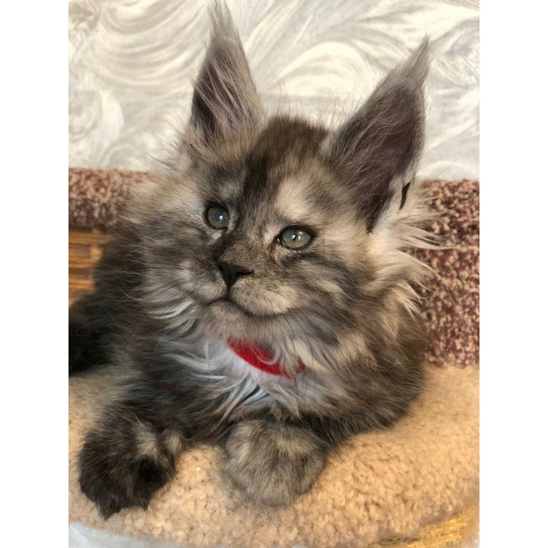 Maine Coon EZ Randevu