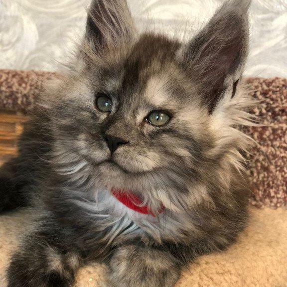 Maine Coon EZ Randevu