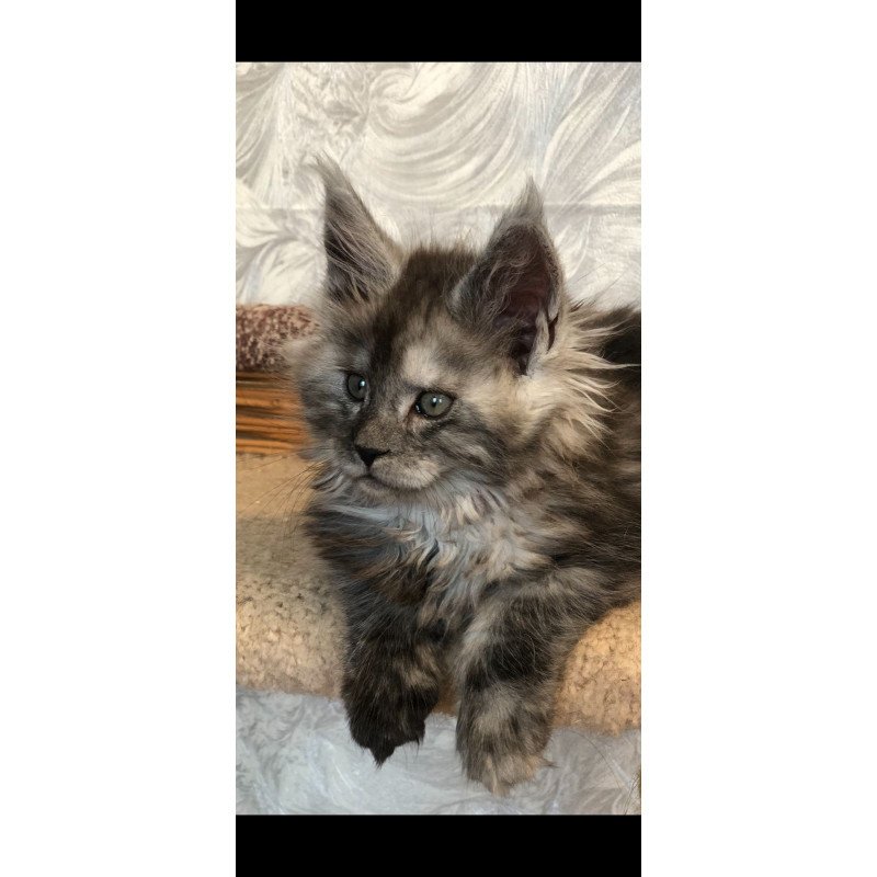 Maine Coon EZ Randevu