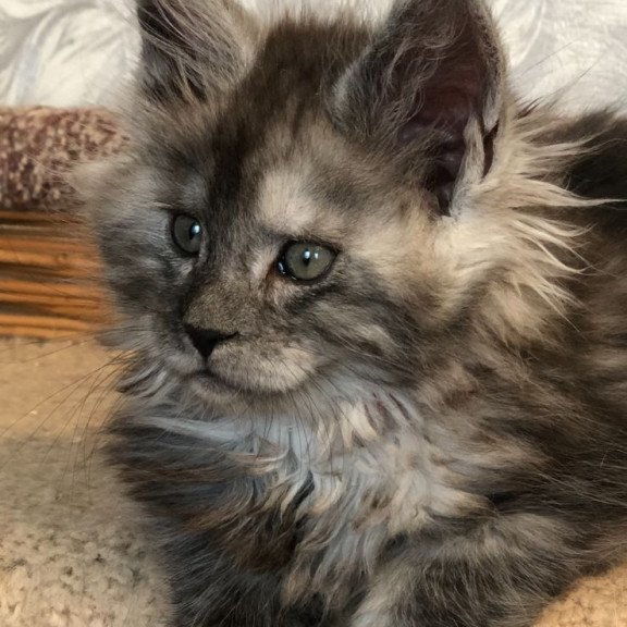 Maine Coon EZ Randevu