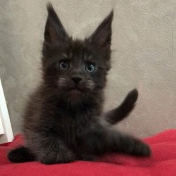 Maine Coon EZ Vrangel
