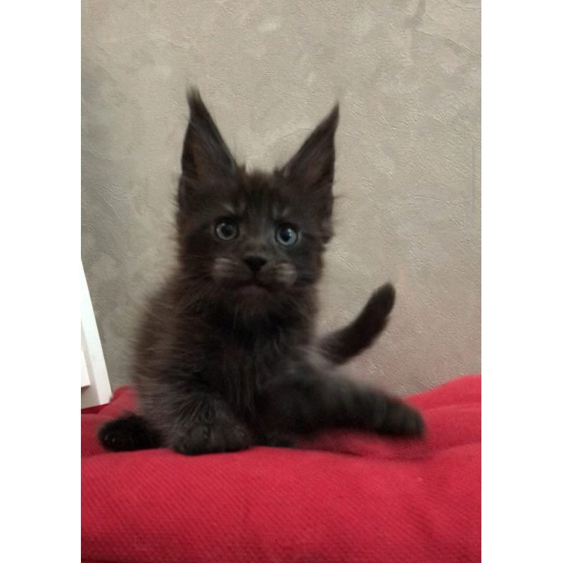 Maine Coon EZ Vrangel